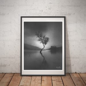 Llanberis Lone Tree framed print