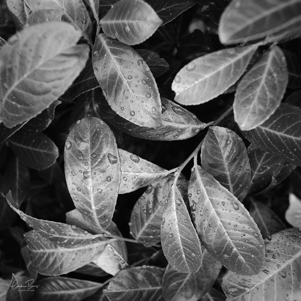 Laurels Leaves Fine Art - A photograph out of boredom