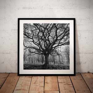 Labyrinth Tree - Hartshead West Yorkshire Graham Binns Photography