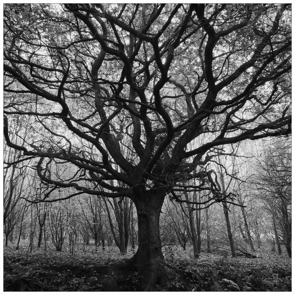 Labyrinth Tree Hartshead West Yorkshire Graham Binns Photography