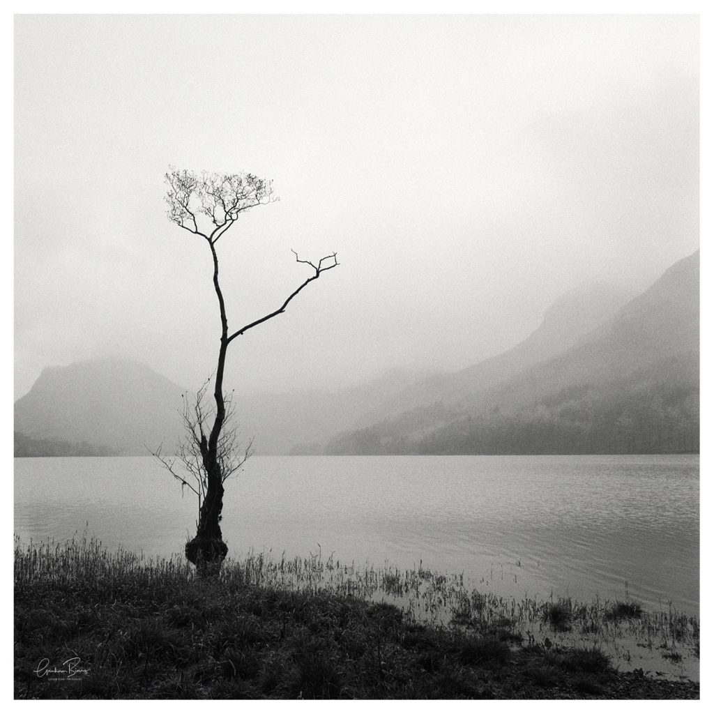 Buttermere Lone Tree - Black And White - Graham Binns Photography