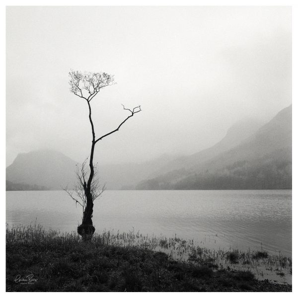 Buttermere Lone Tree black and white